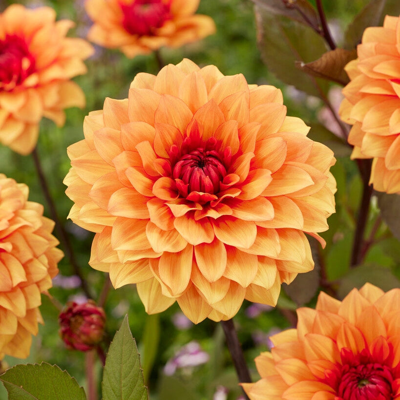 Dahlia Statue of Oransje Dekorativ 1-pack NYHET